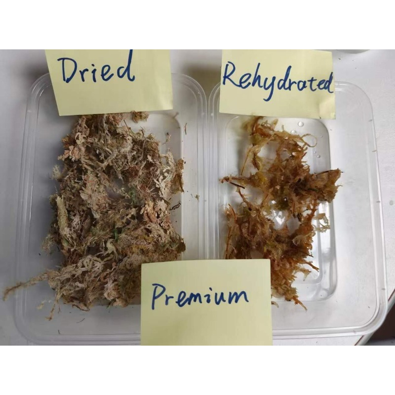 Premium-Sphagnummoos für Orchi – Sphagnum Moss Dry Bewertung und Preis